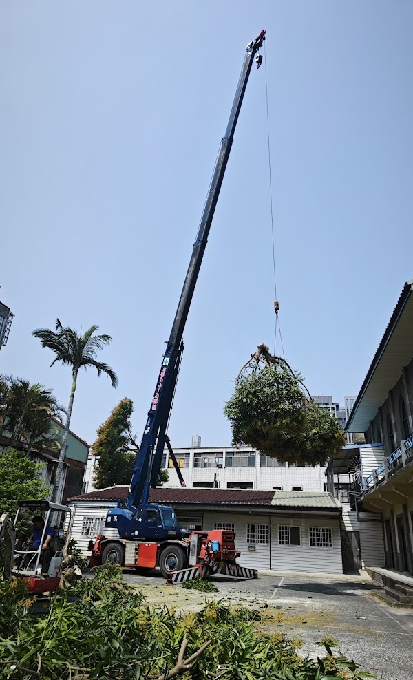 新竹吊車大型樹木移除